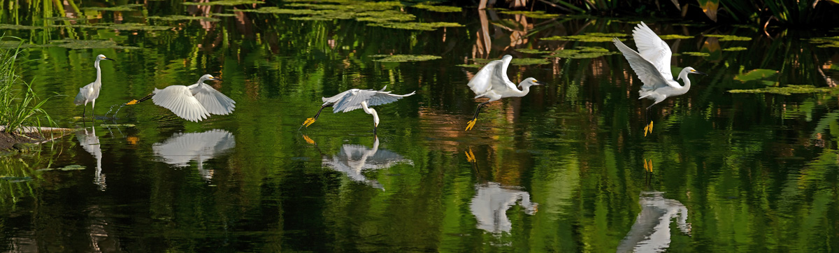 Egret Panorama