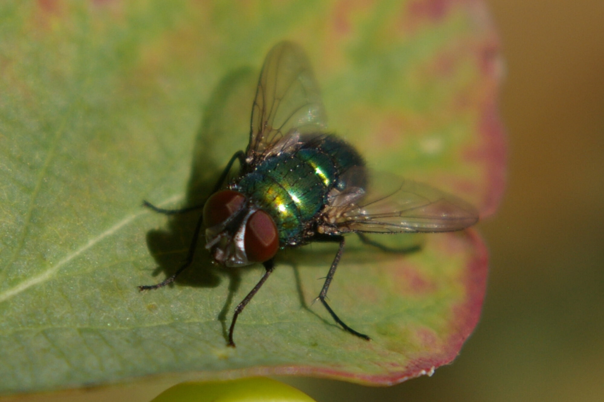 fly