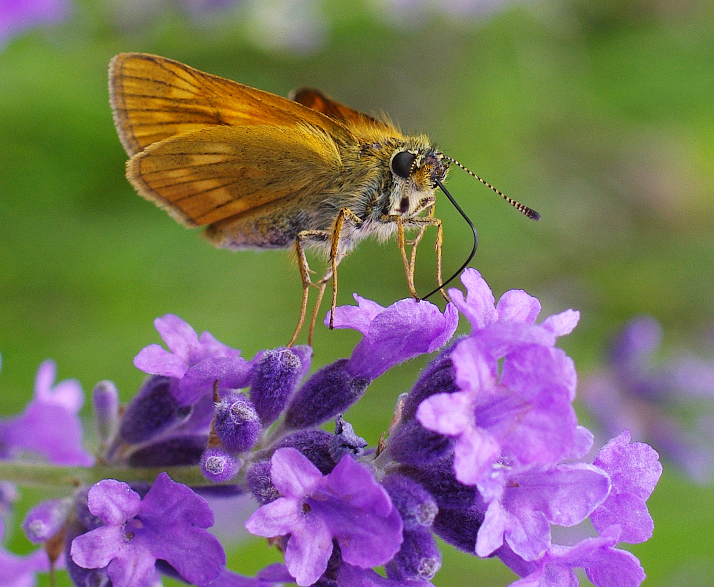 Large Skipper( ochlodes venatus)