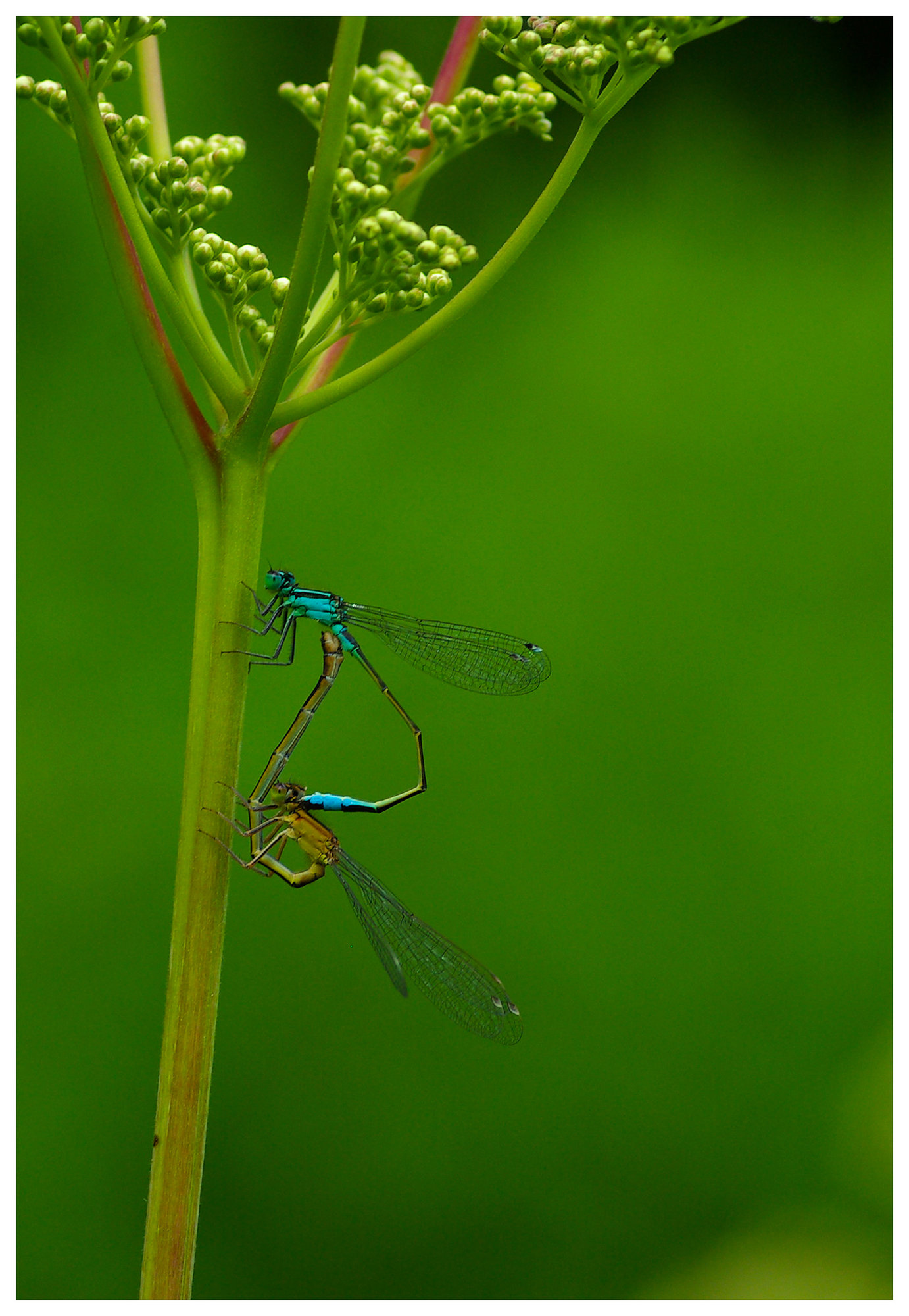 Mating damsels