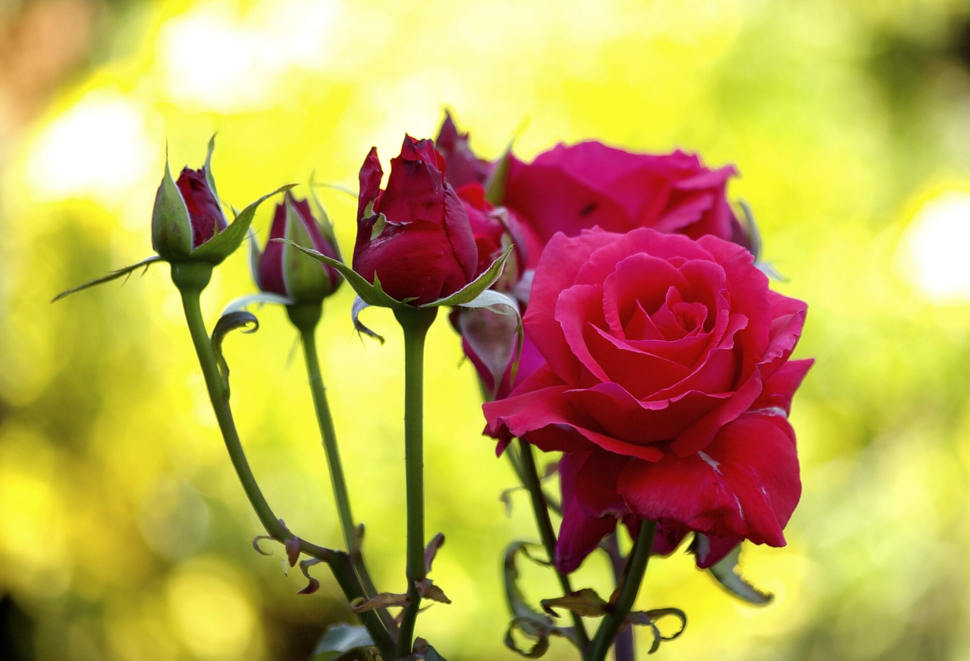 Mr Smith's Roses