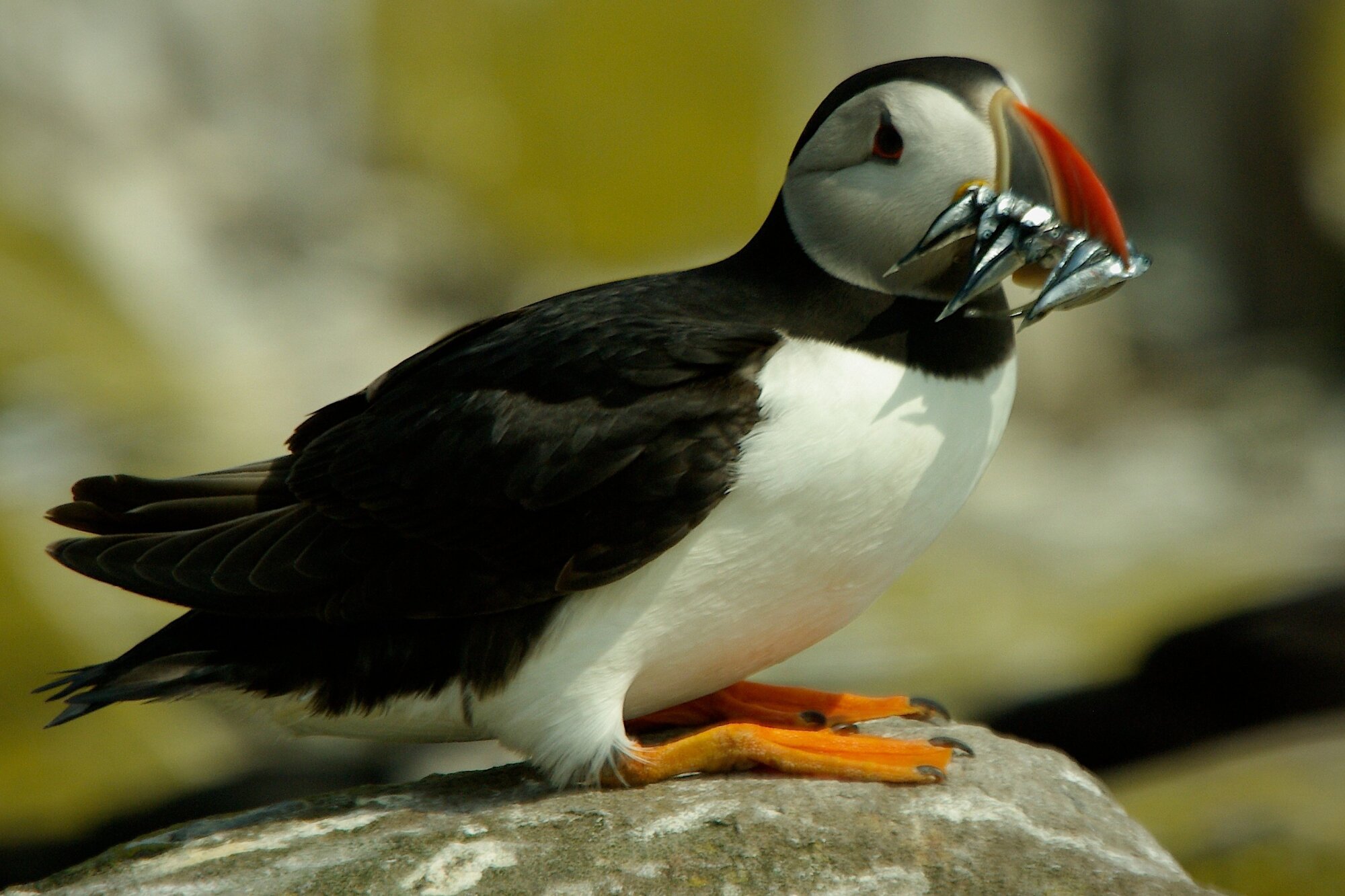 Puffin