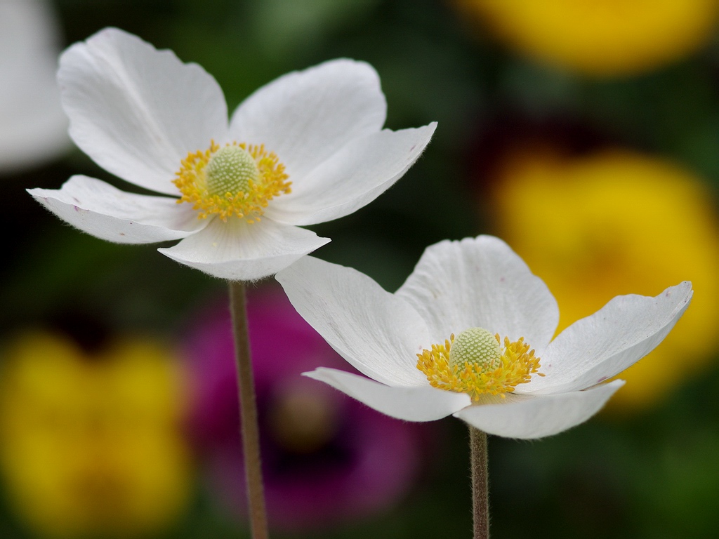 spring flowers