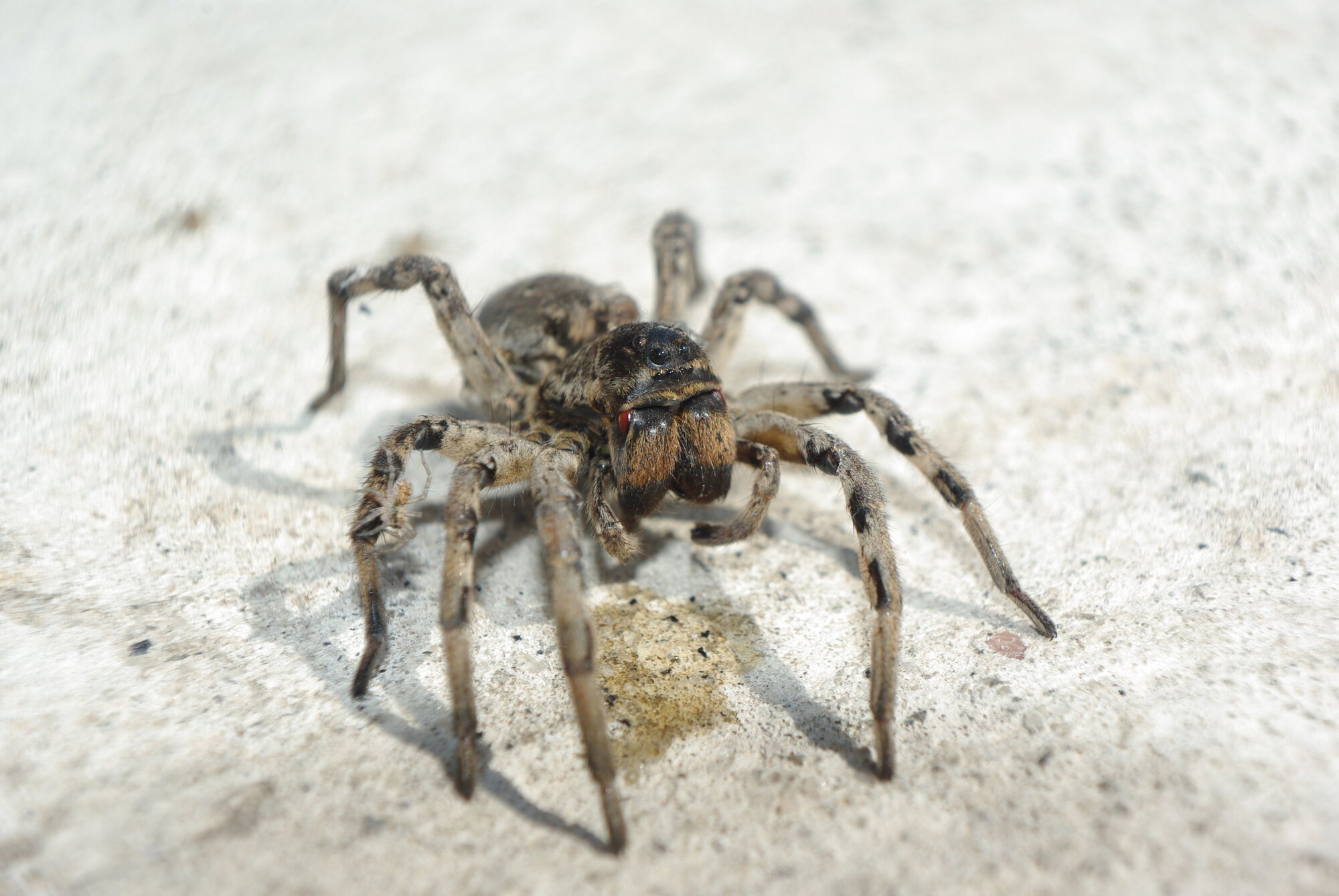 The spider lives at me in a garden.