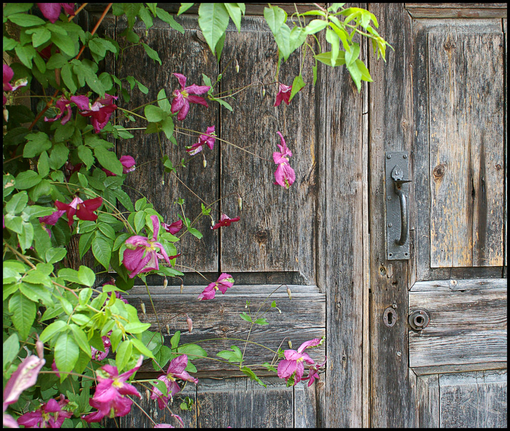 Clematis and Weathered Oak