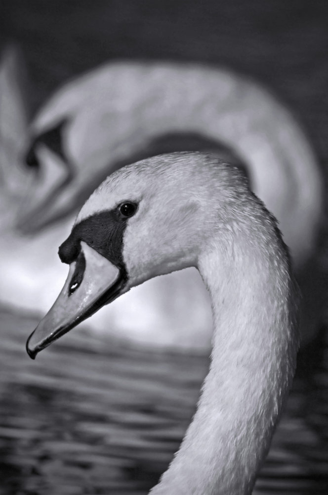Congruence