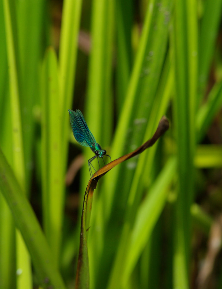 Damselfly