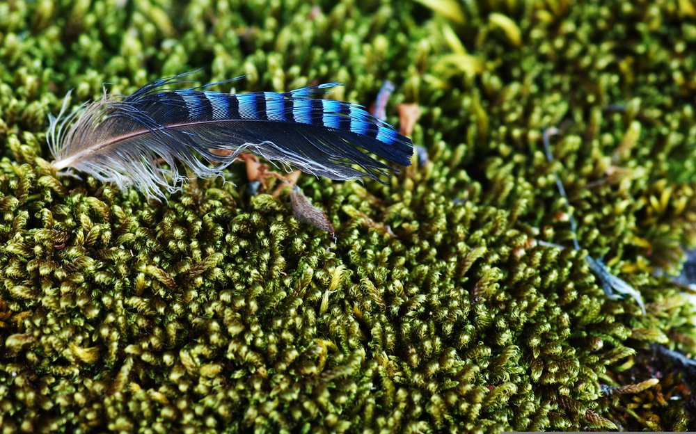 Feather on Moss