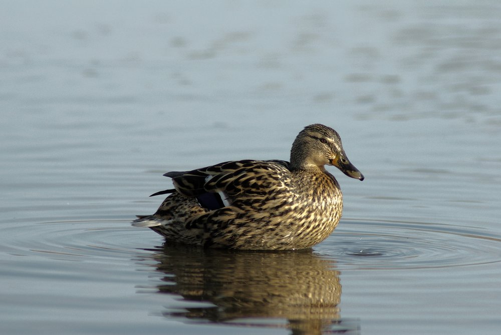 female mallard