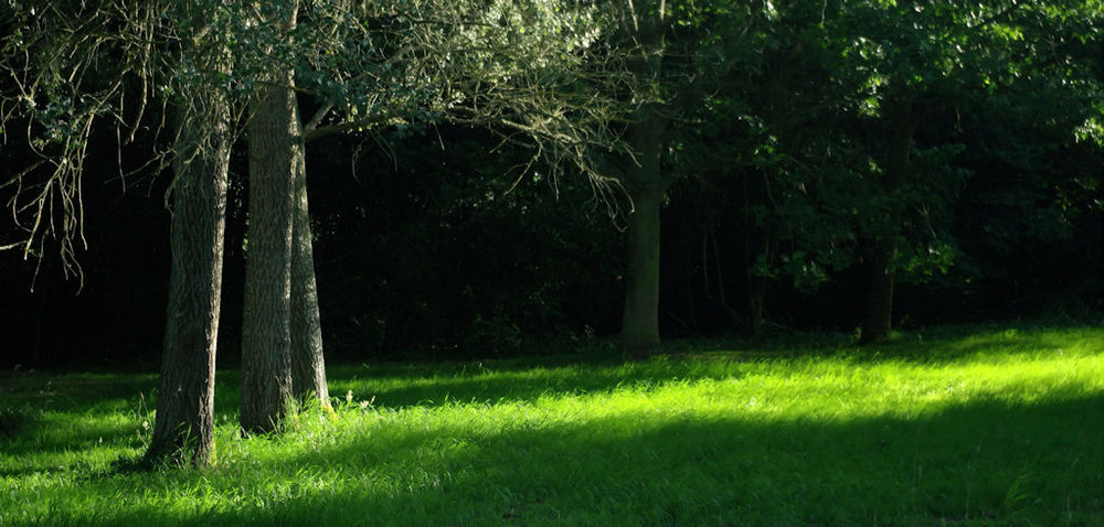 Glowing Grass