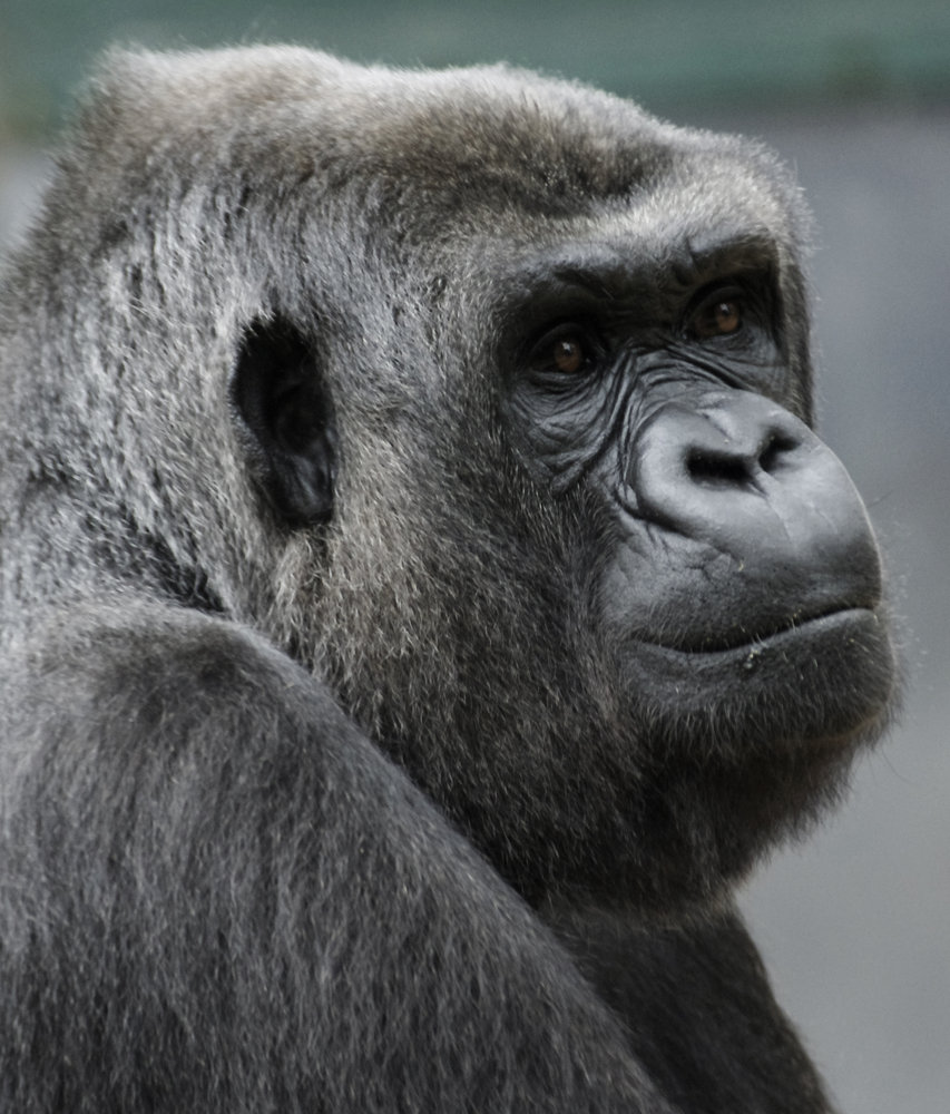 Gorilla