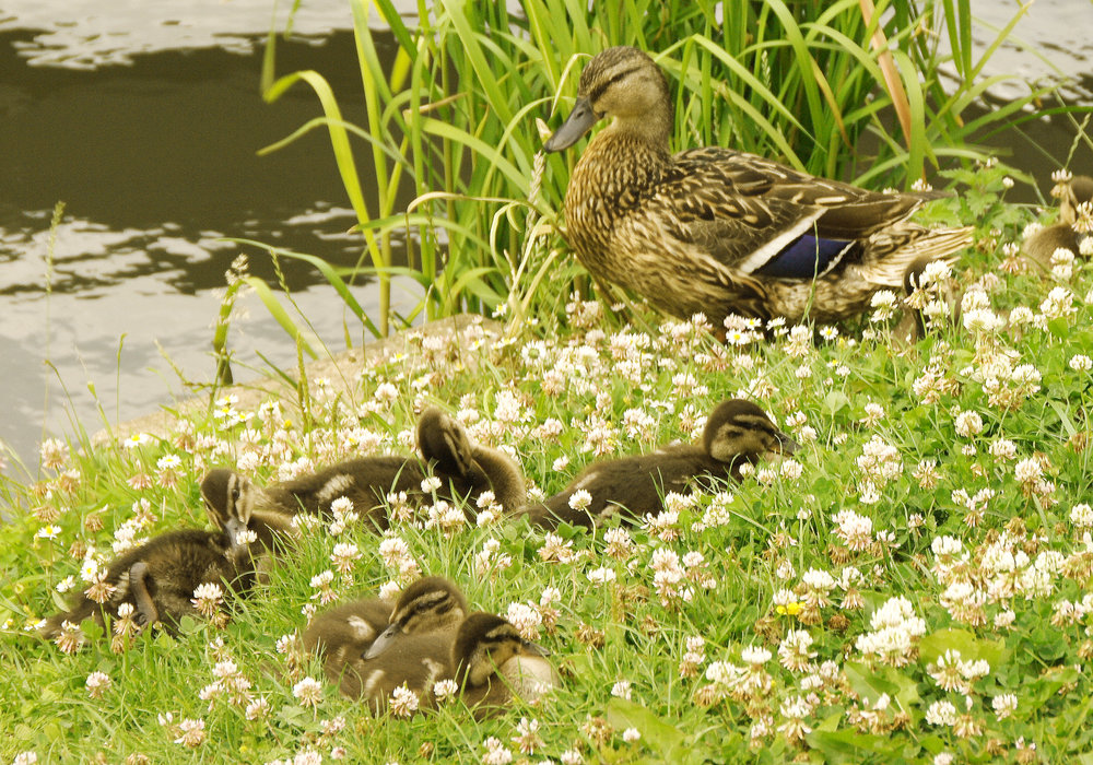 Mother and Babies
