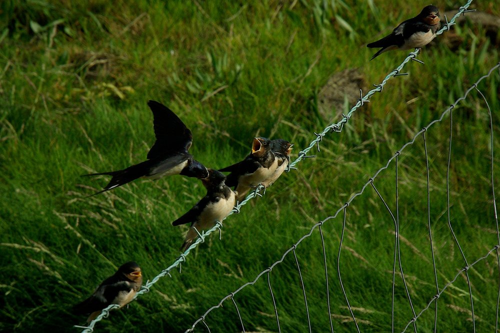 Swallows