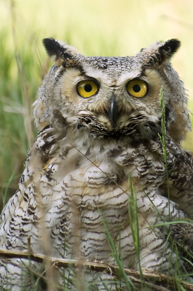 The Ornery Owl