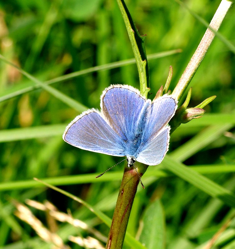 True Blue