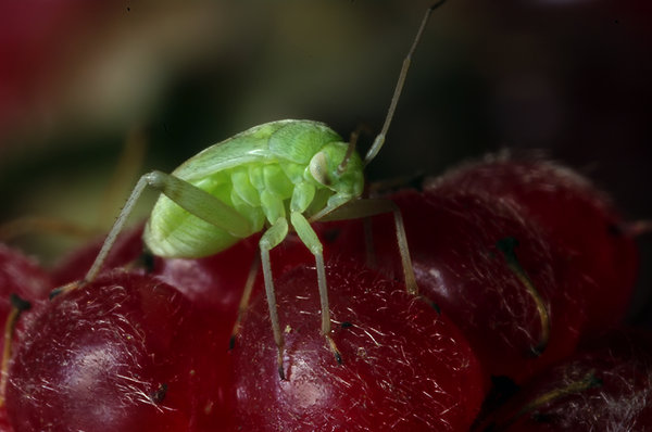 Bug on  a Tayberry