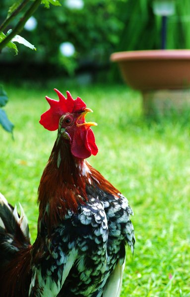 Cock Crow
