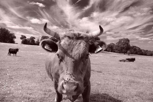 Cow