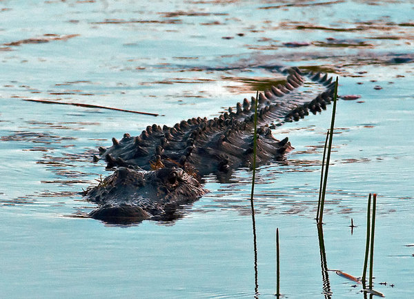 Cruising Gator