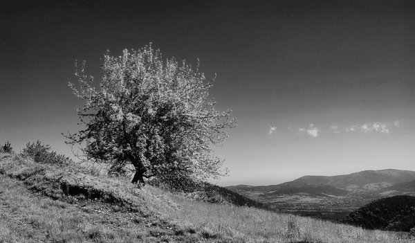 Czech summer