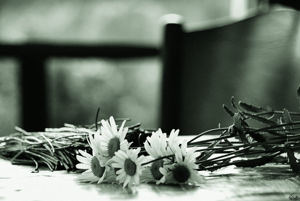 Daisies and chives