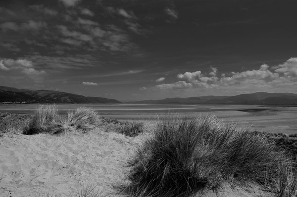 Dunes in June