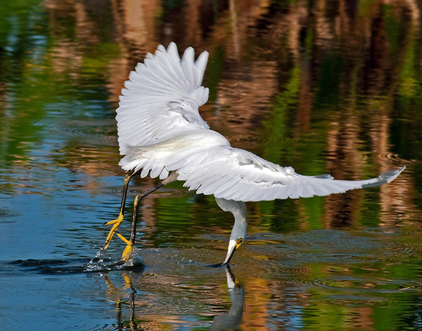 Egret Fishing