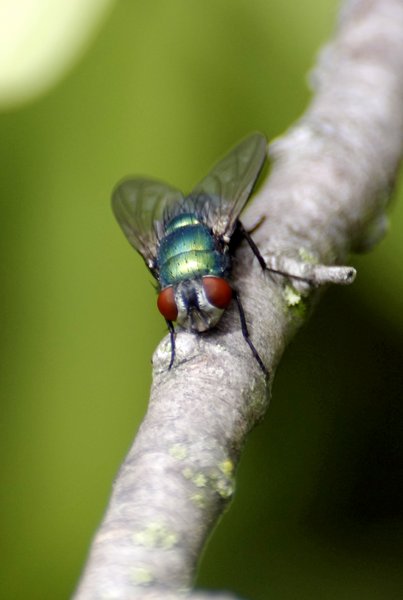 Fly on a Stick