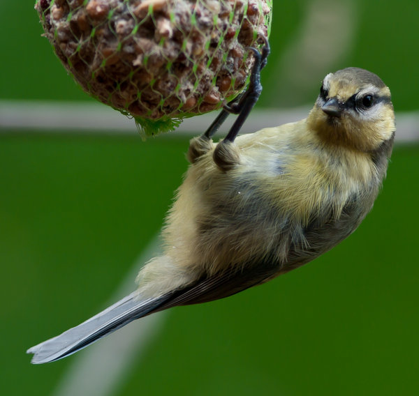 Garden Blue Tit