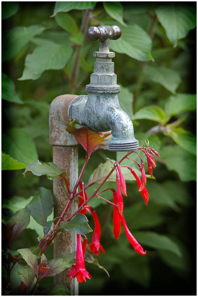 Garden Tap and Fuschia