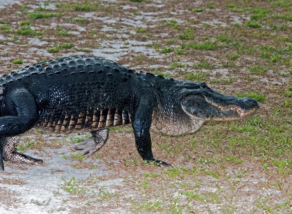 Gator Crossing