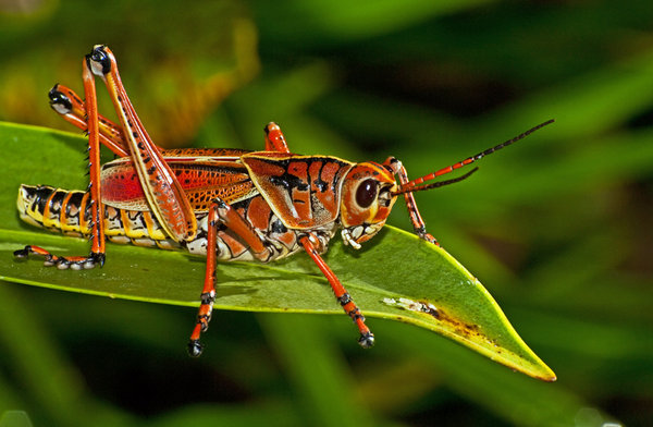 Grasshopper