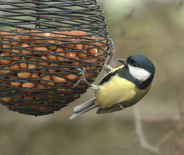 Great Tit