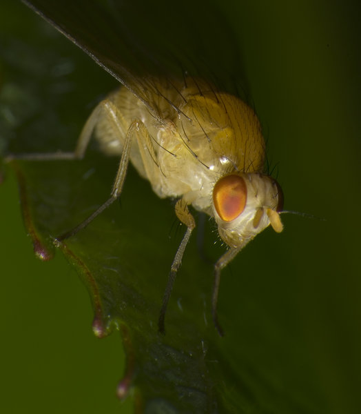 Little Yellow Fly