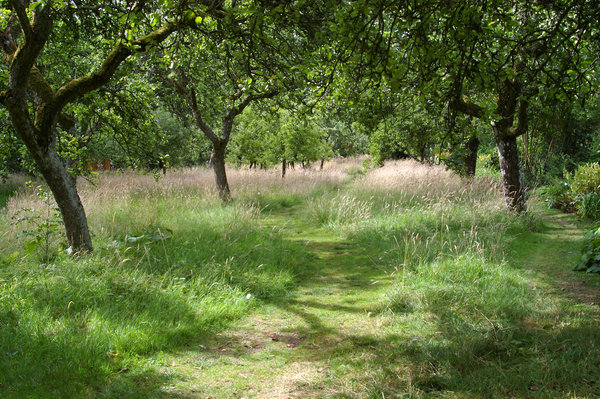 Orchard Path