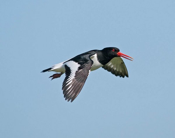 Oyster-catcher