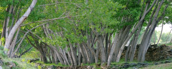 Poplars II