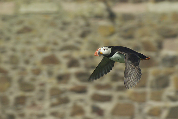 Puffin in Flight, Farne Islands