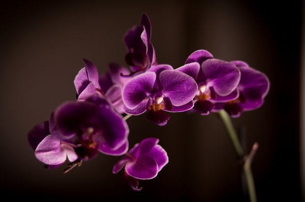 Purple Flower