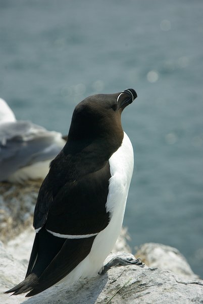 Razorbill