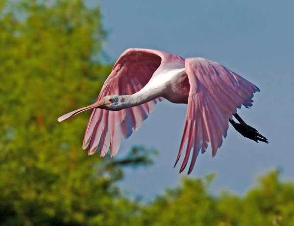 Roseate Spoonbill