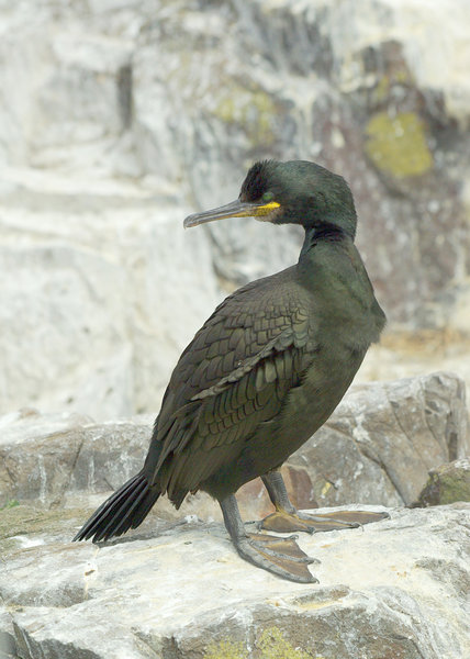 Shag, Farne Islands