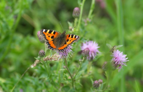 Small Tortoiseshell