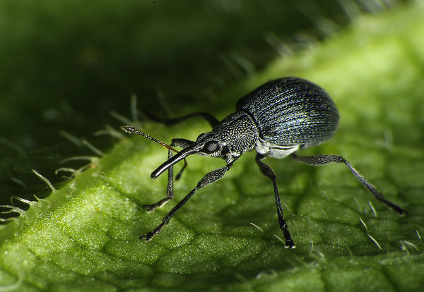 Small Weevil