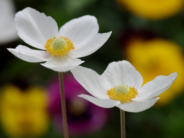 spring flowers