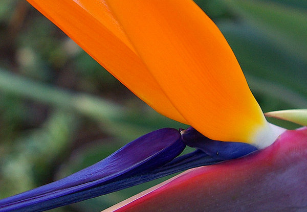 Strelitzia