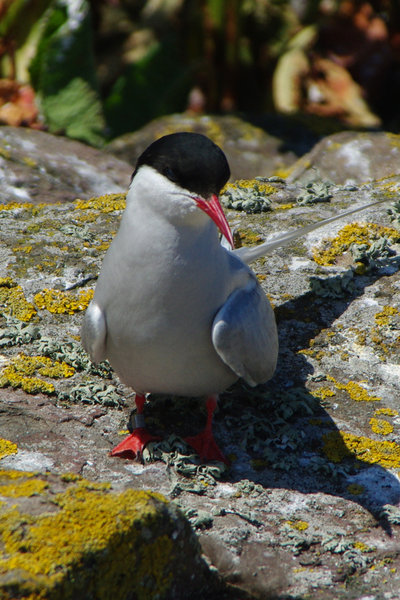 Tern