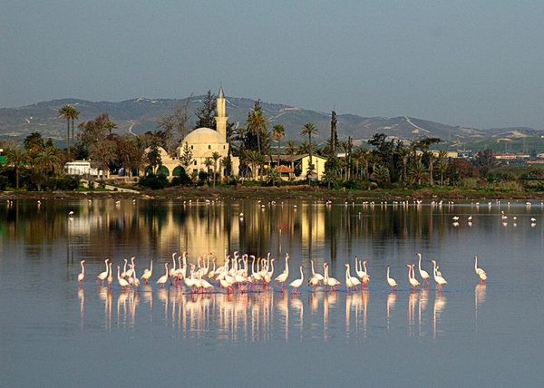 The mosque and the flamingos