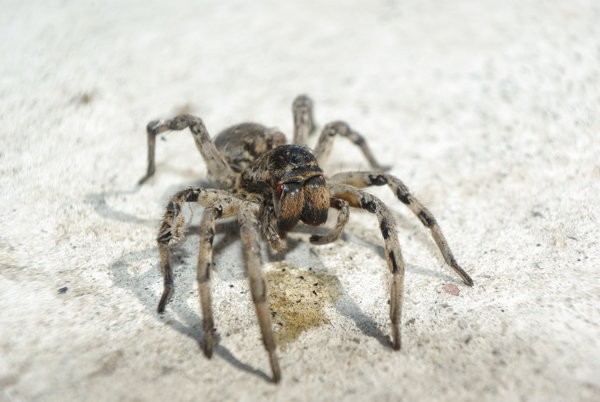 The spider lives at me in a garden.