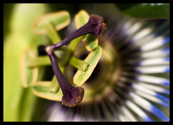 Trying out an extension tube